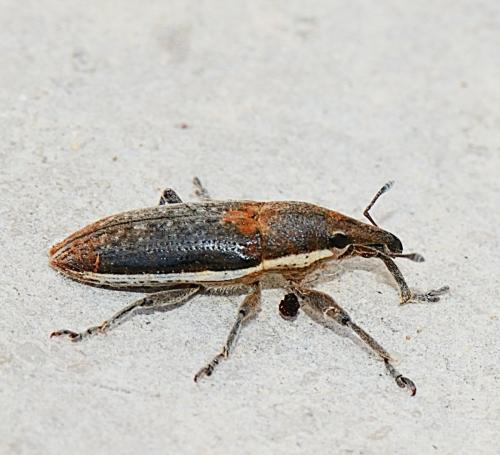 Réf. 281 263 : Lixus ochraceus